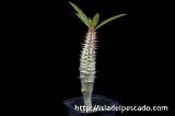 Pachypodium baronii パキポディウム・バロニー