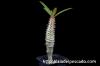 Pachypodium baronii パキポディウム・バロニー image_1