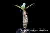Pachypodium baronii パキポディウム・バロニー image_2