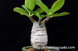Pachypodium baronii var. windsorii パキポディウム・ウィンゾリー