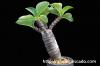 Pachypodium baronii var. windsorii パキポディウム・ウィンゾリー image_2
