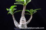 Pachypodium baronii var. windsorii パキポディウム・ウィンゾリー