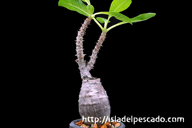 Pachypodium baronii var. windsorii パキポディウム・ウィンゾリー