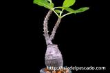 Pachypodium baronii var. windsorii パキポディウム・ウィンゾリー