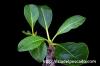 Pachypodium baronii var. windsorii パキポディウム・ウィンゾリー image_3