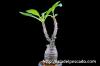 Pachypodium baronii var. windsorii パキポディウム・ウィンゾリー image_5