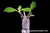 Pachypodium baronii var. windsorii パキポディウム・ウィンゾリー