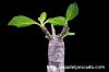 Pachypodium baronii var. windsorii パキポディウム・ウィンゾリー image_1