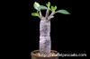 Pachypodium baronii var. windsorii パキポディウム・ウィンゾリー image_5