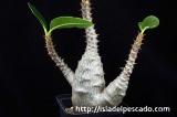 Pachypodium baronii var. windsorii パキポディウム・ウィンゾリー