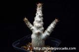 Pachypodium baronii var. windsorii パキポディウム・ウィンゾリー