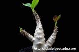 Pachypodium baronii var. windsorii パキポディウム・ウィンゾリー
