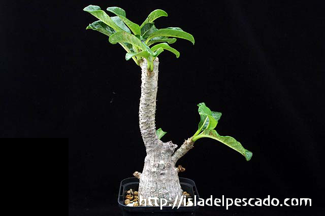 その他 OZWRT TheCaudexMan Baronii var Windsorii isla del pescado - Pachypodium baronii var. windsorii