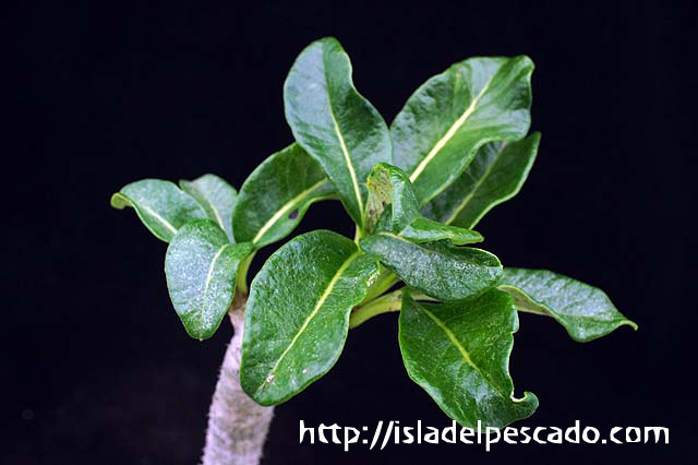 その他 OZWRT TheCaudexMan Baronii var Windsorii isla del pescado-多肉植物-パキポディウム-Pachypodium baronii