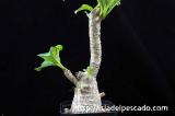 Pachypodium baronii var. windsorii パキポディウム・ウィンゾリー
