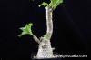 Pachypodium baronii var. windsorii パキポディウム・ウィンゾリー image_1