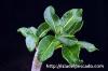Pachypodium baronii var. windsorii パキポディウム・ウィンゾリー image_3