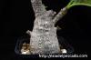 Pachypodium baronii var. windsorii パキポディウム・ウィンゾリー image_4