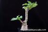 Pachypodium baronii var. windsorii パキポディウム・ウィンゾリー image_5