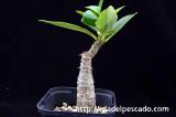 Pachypodium baronii var. windsorii パキポディウム・ウィンゾリー