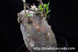 Pachypodium bispinosum パキポディウム・ビスピノーサム