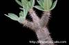 Pachypodium horombense パキポディウム・ホロンベンセ image_1