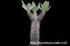 Pachypodium horombense パキポディウム・ホロンベンセ image_2