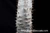 Pachypodium horombense パキポディウム・ホロンベンセ image_3