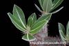 Pachypodium horombense パキポディウム・ホロンベンセ image_4
