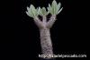 Pachypodium horombense パキポディウム・ホロンベンセ image_5