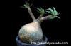 Pachypodium rosulatum var. gracilius 象牙宮 image_1