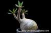 Pachypodium rosulatum var. gracilius 象牙宮 image_2