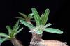 Pachypodium rosulatum var. gracilius 象牙宮 image_4