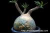 Pachypodium rosulatum var. gracilius 象牙宮 image_5