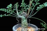Pelargonium carnosum 枯野葵