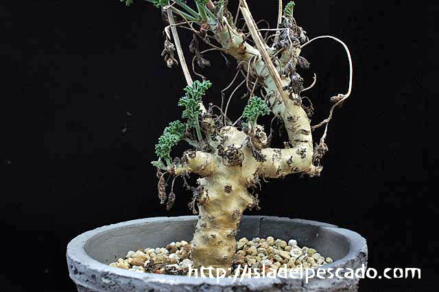 Pelargonium carnosum 枯野葵