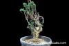 Pelargonium carnosum 枯野葵 image_2