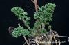 Pelargonium carnosum 枯野葵 image_3