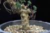 Pelargonium carnosum 枯野葵 image_4