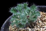 Pelargonium caroli-henrici ペラルゴニウム・カロリ・ヘンリキ