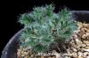 Pelargonium caroli-henrici ペラルゴニウム・カロリ・ヘンリキ image_1