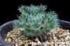 Pelargonium caroli-henrici ペラルゴニウム・カロリ・ヘンリキ image_2