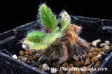 Pelargonium githagineum ペラルゴニウム ギタギネウム
