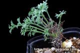 Pelargonium hystrix ペラルゴニウム　ヒストリクス