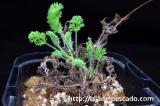 Pelargonium oreophilum ペラルゴニウム・オレオフィルム