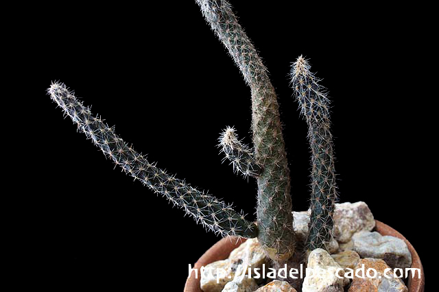Pterocactus gonjianii プテロカクタス・ゴンジアニー