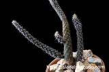 Pterocactus gonjianii プテロカクタス・ゴンジアニー
