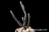 Pterocactus gonjianii プテロカクタス・ゴンジアニー image_2