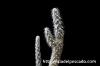 Pterocactus gonjianii プテロカクタス・ゴンジアニー image_3