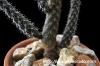 Pterocactus gonjianii プテロカクタス・ゴンジアニー image_4